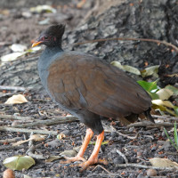 Orange-footed Scrubfowl